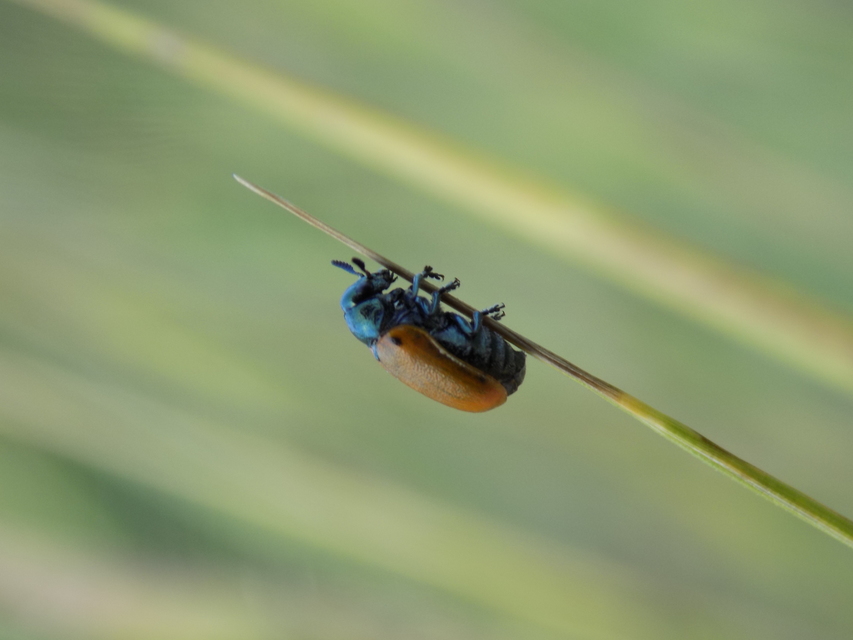 Labidostomis