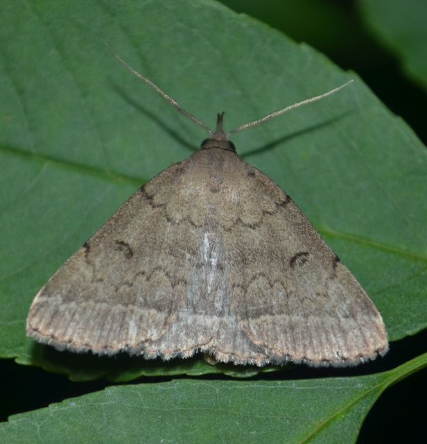 Zanclognatha zelleralis - okkerbarna karcsúbagoly
