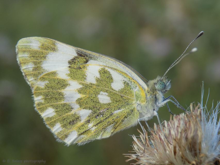 Pontia edusa - rezedalepke