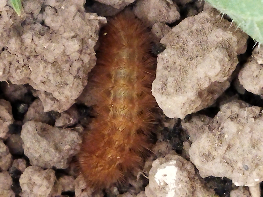 Diaphora mendica - felemás medvelepke