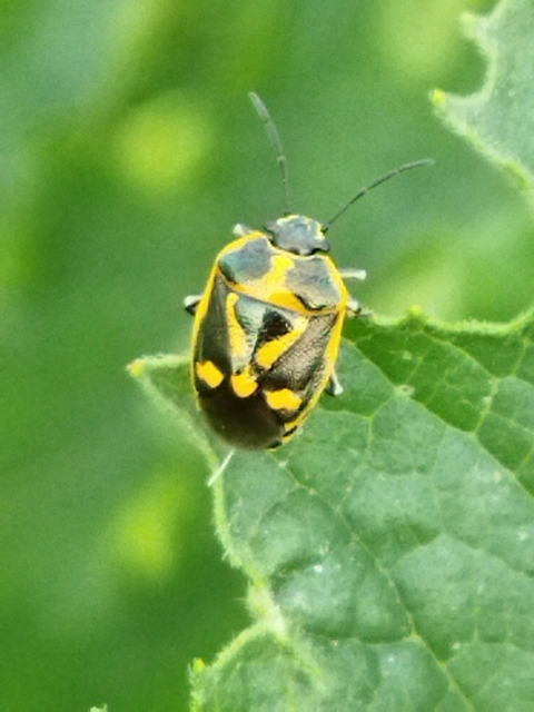 Eurydema oleracea - paréjpoloska Eurydema oleracea - paréjpoloska