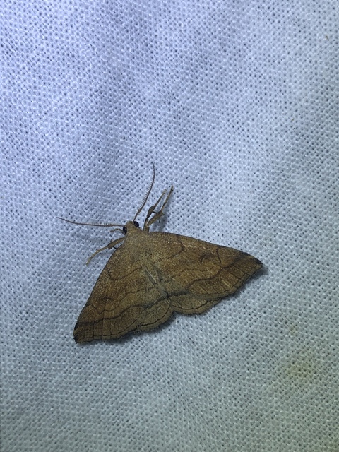 Polypogon gryphalis - láperdei karcsúbagoly