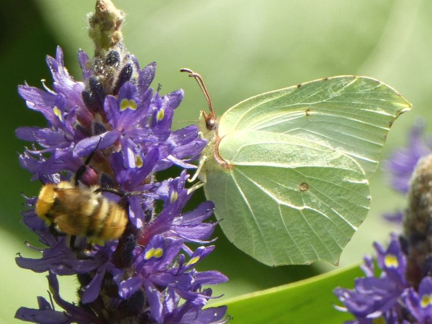 Gonepteryx rhamni - citromlepke