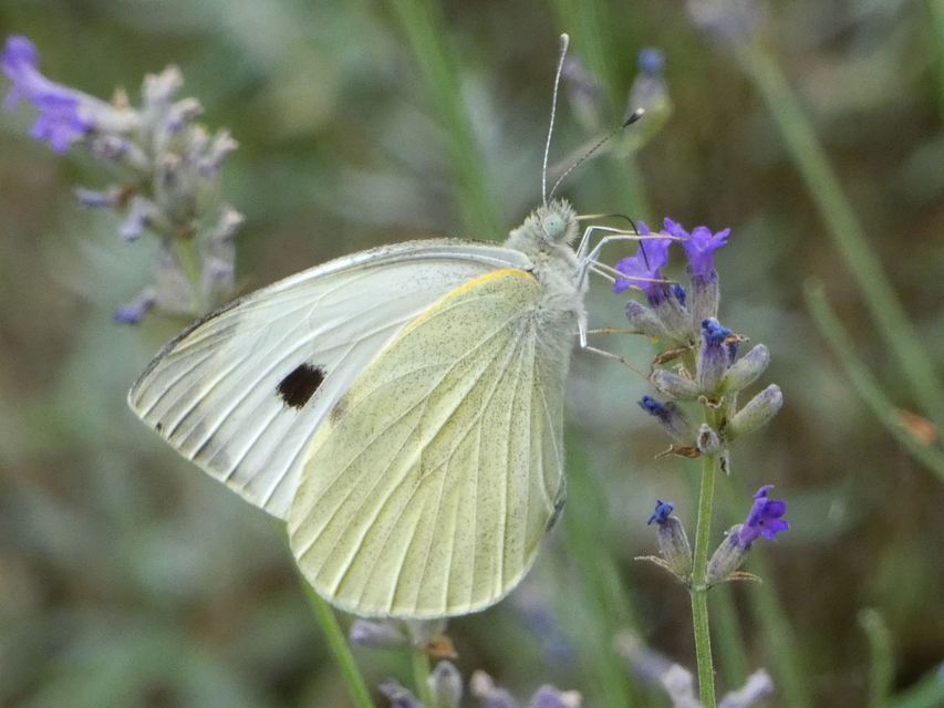 Pieris brassicae - káposztalepke