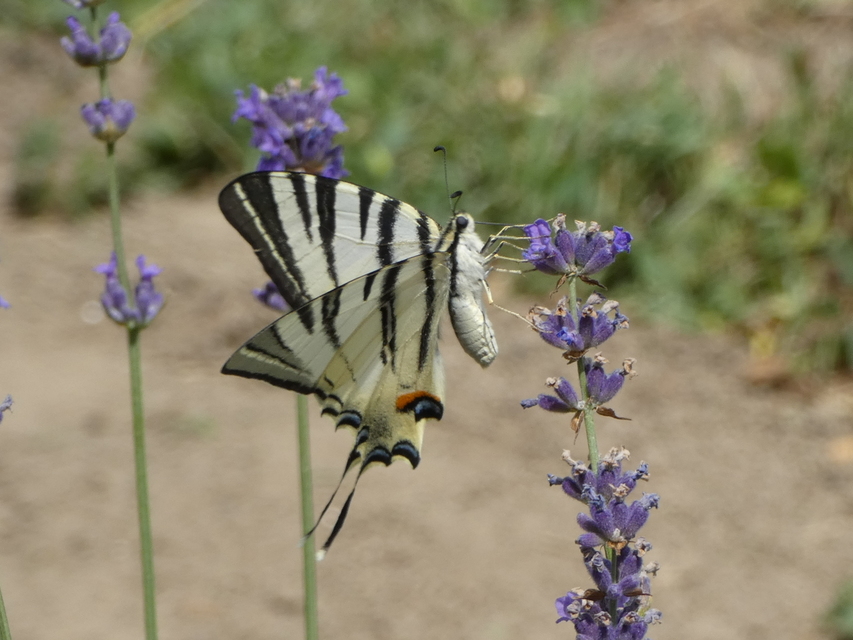Iphiclides podalirius - kardoslepke