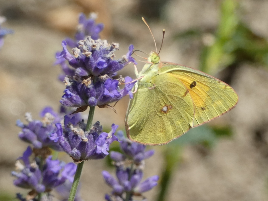 Colias croceus - sáfránylepke
