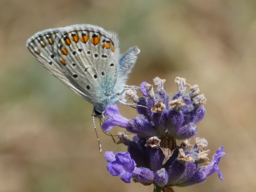 Polyommatus icarus - közönséges boglárka