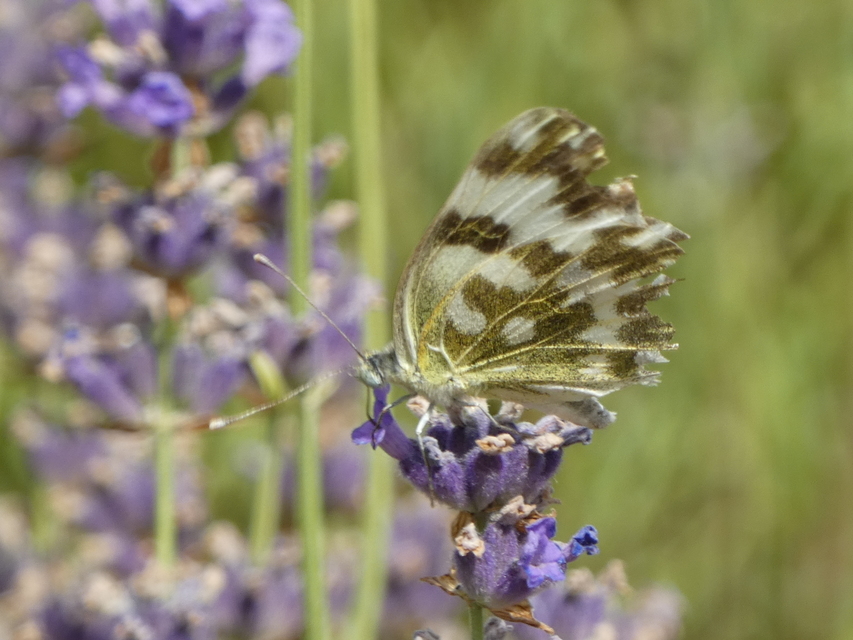 Pontia edusa - rezedalepke