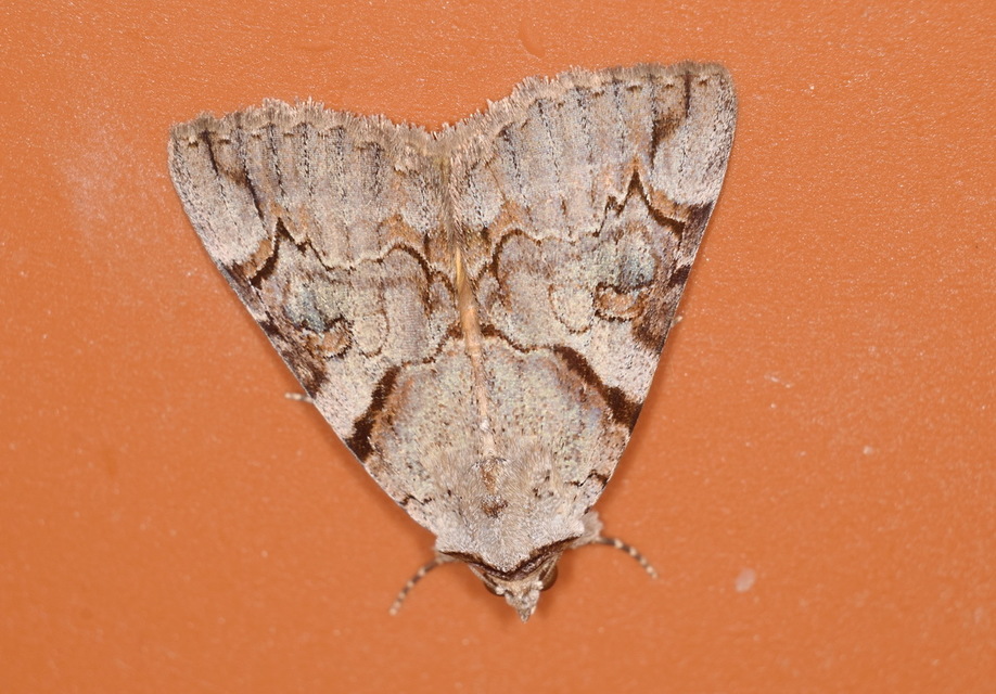 Catocala hymenaea - kökény-övesbagoly