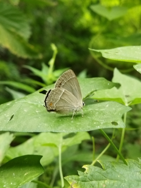 Neozephyrus quercus - tölgyfalepke
