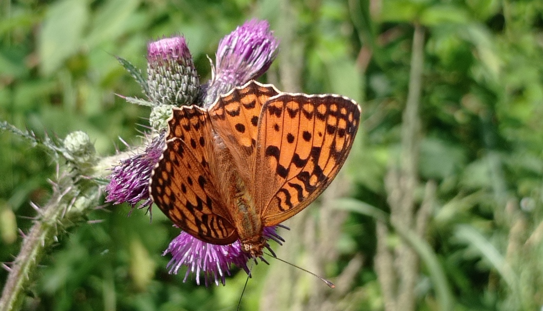 Argynnis adippe - ezüstös gyöngyházlepke