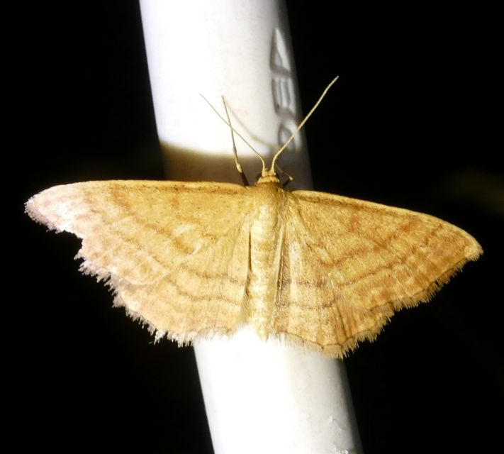 Idaea serpentata - kis sávosaraszoló