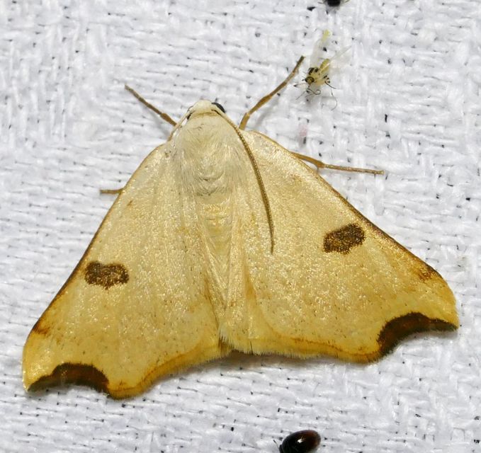 Eilicrinia cordiaria - fehér fűzfaaraszoló