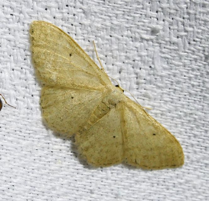 Idaea straminata - szalmasárga sávosaraszoló