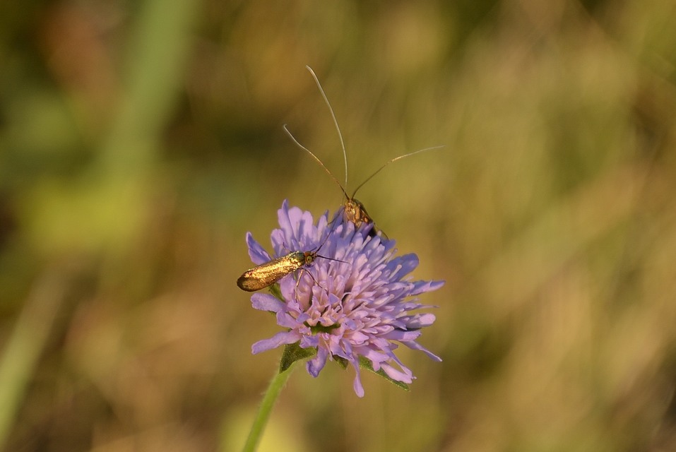 Nemophora metallica - fémszínű tőrösmoly