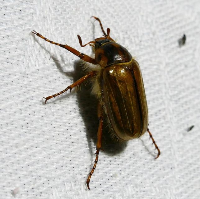 Amphimallon solstitiale - bordás sárgacserebogár