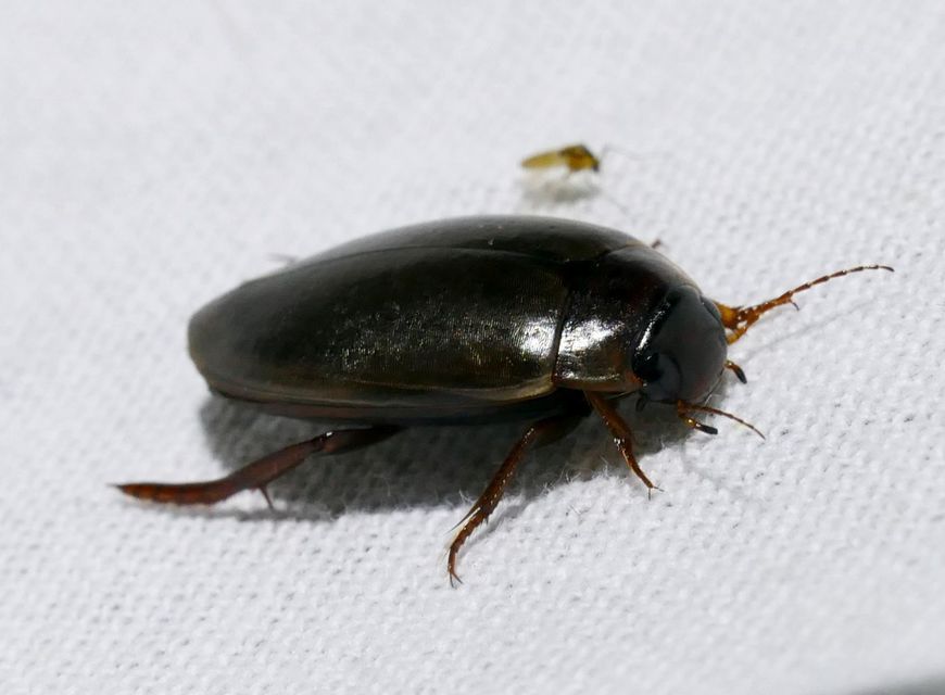 Colymbetes fuscus - gyakori recéscsíkbogár