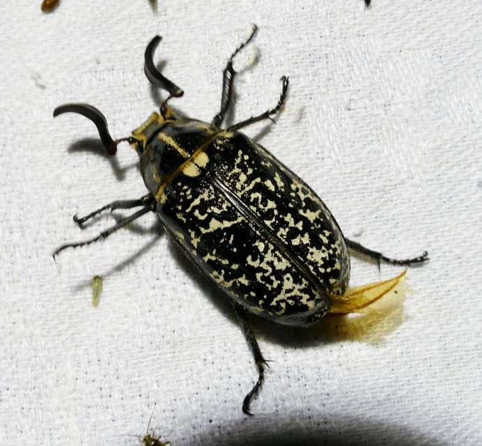 Polyphylla fullo - csapó cserebogár