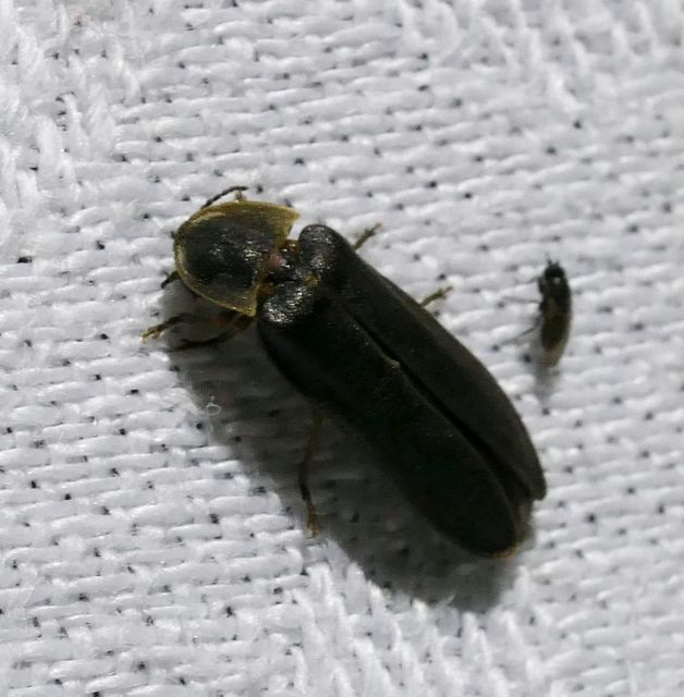 Lampyris noctiluca - nagy szentjánosbogár