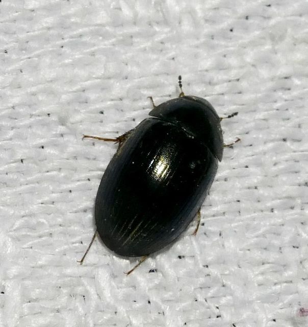 Hydrobius