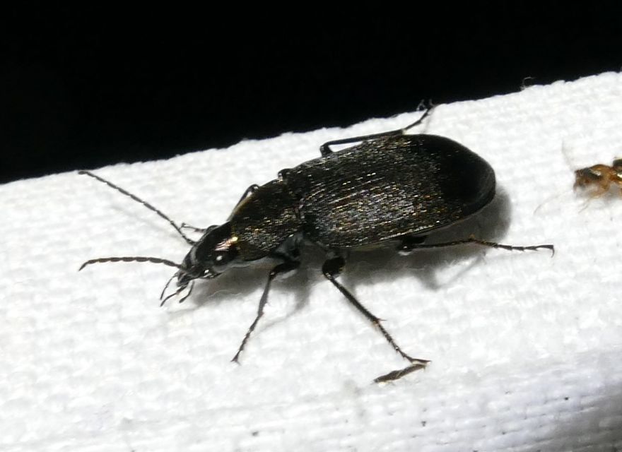 Chlaenius tristis - fekete bűzfutó