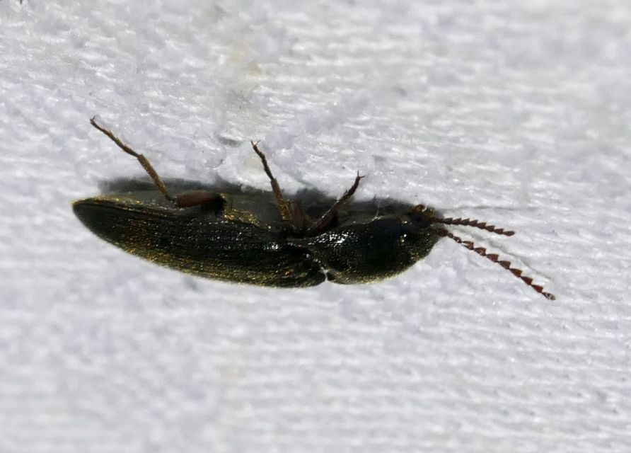 Melanotus