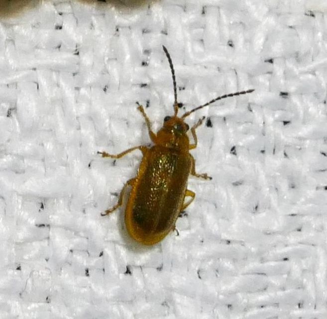 Galerucella