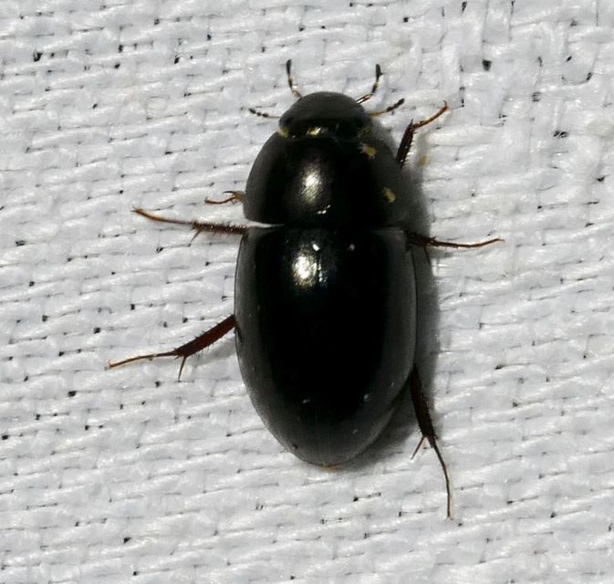 Limnoxenus niger - fekete csibor