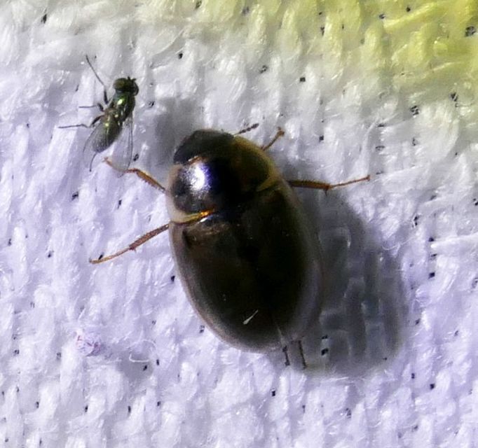 Enochrus