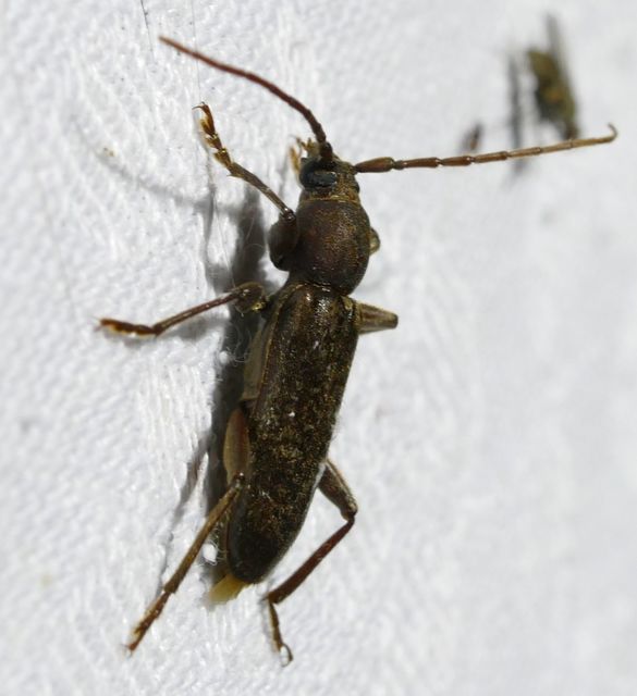 Trichoferus campestris - szállóvendég éjicincér