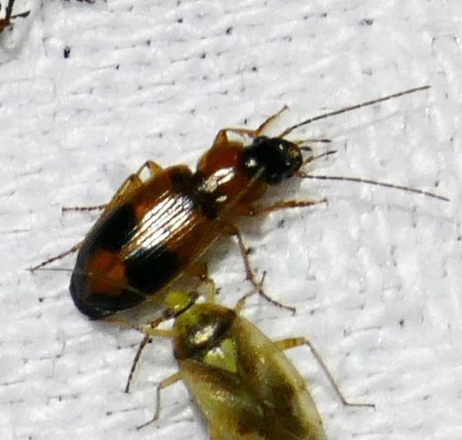 Badister meridionalis - közönséges posványfutonc