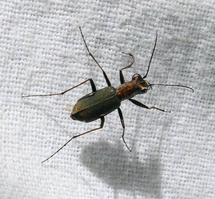 Cylindera germanica - parlagi homokfutrinka