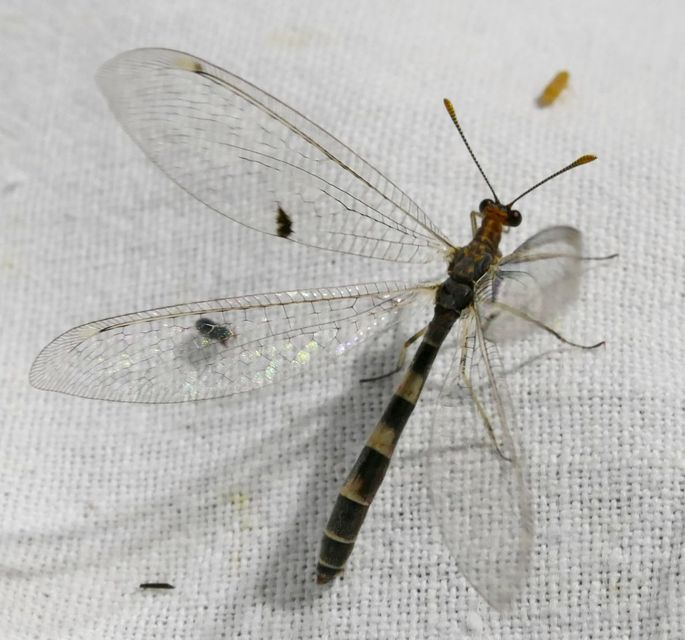 Megistopus flavicornis - kétfoltos hangyaleső
