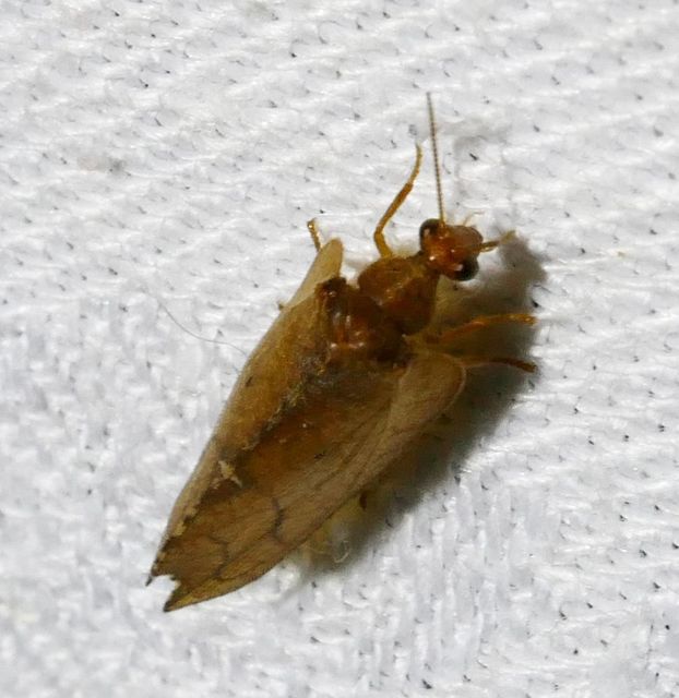 Drepanepteryx phalaenoides