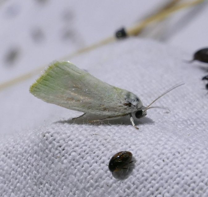 Earias vernana - nyárfa-zöldbagoly