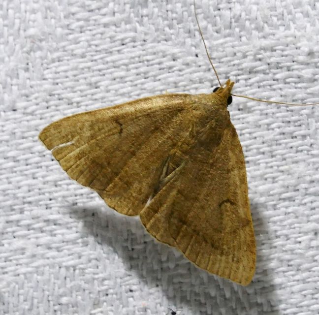 Zanclognatha lunalis - pelyheslábú karcsúbagoly