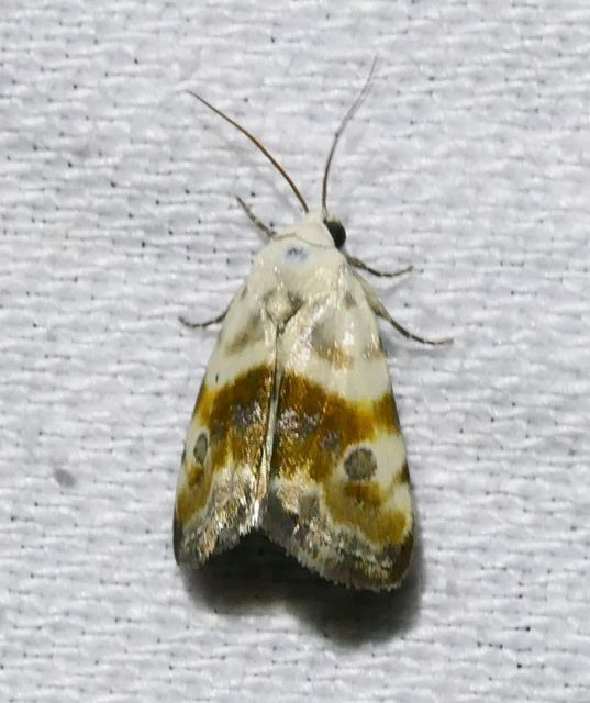 Ponometia candefacta - parlagfűbagoly
