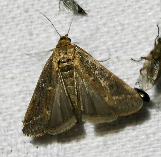 Lamoria anella - törmelékmoly