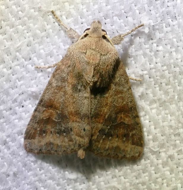 Parastichtis suspecta - sötét erdeibagoly