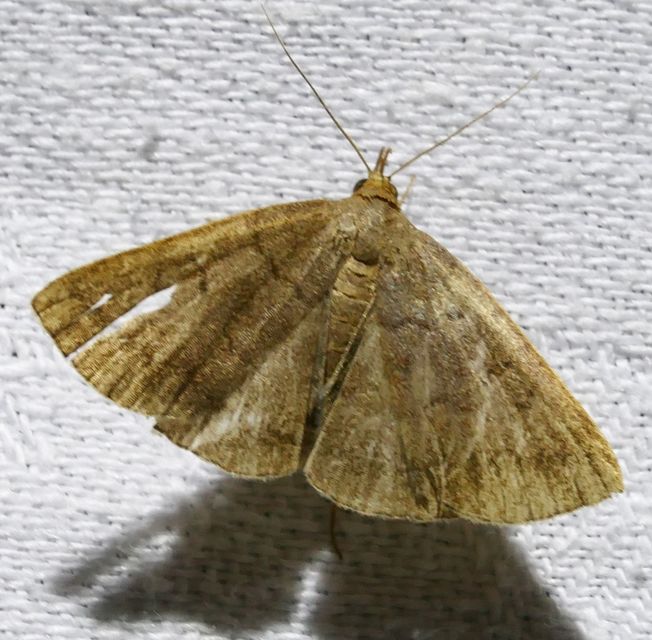 Zanclognatha lunalis - pelyheslábú karcsúbagoly