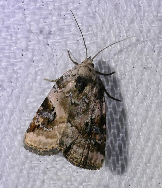Pseudeustrotia candidula - fehéres apróbagoly