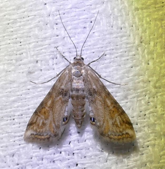Cataclysta lemnata - békalencsemoly