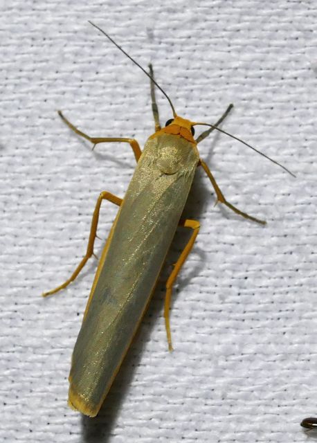 Eilema complana - közönséges zuzmószövő
