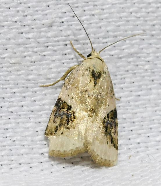 Pseudeustrotia candidula - fehéres apróbagoly