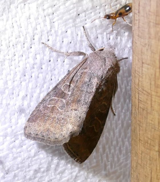 Parastichtis suspecta - sötét erdeibagoly