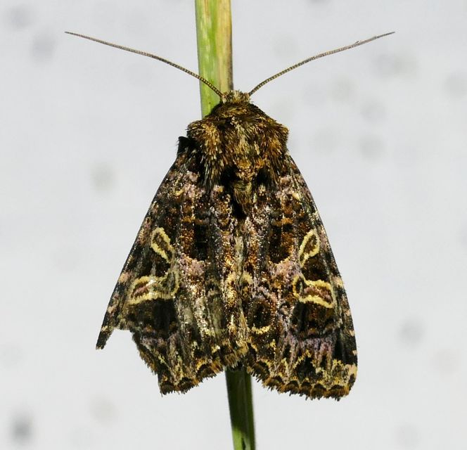 Sideridis rivularis - vörhenyes szegfűbagoly