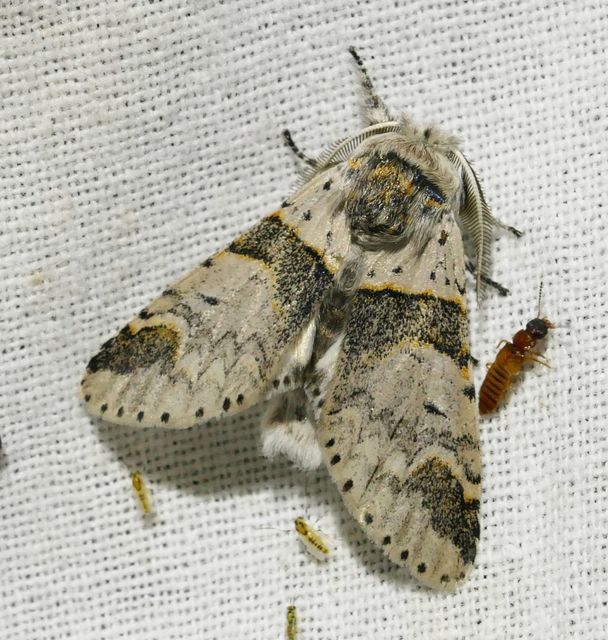 Furcula furcula - szürke púposszövő