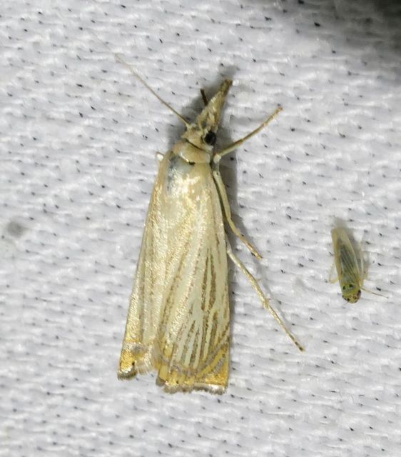 Chrysoteuchia culmella - kerti fűgyökérmoly