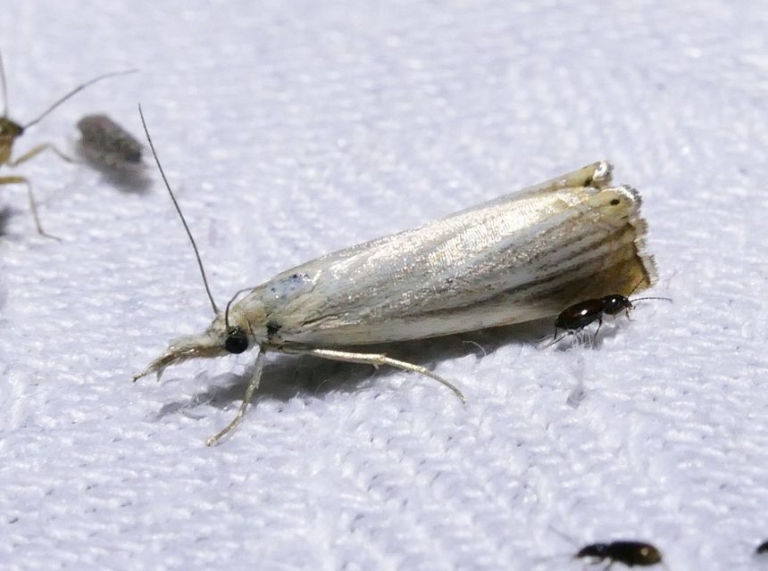 Chrysoteuchia culmella - kerti fűgyökérmoly