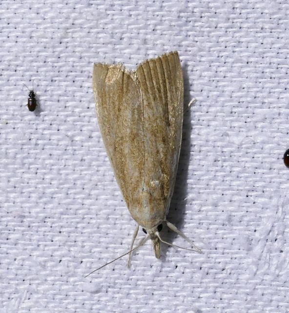 Calamotropha paludella - barna nádlevélmoly
